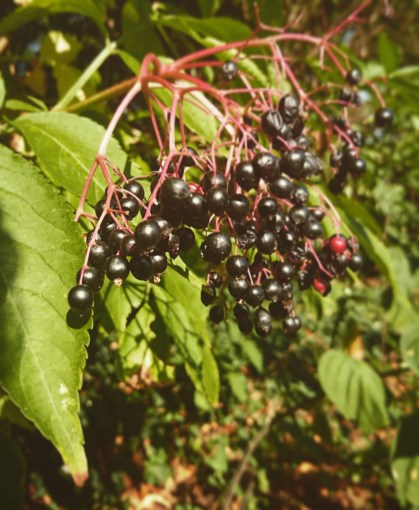 elderberries sambucus nigra medicinal plants european history naturopathy herbalists
