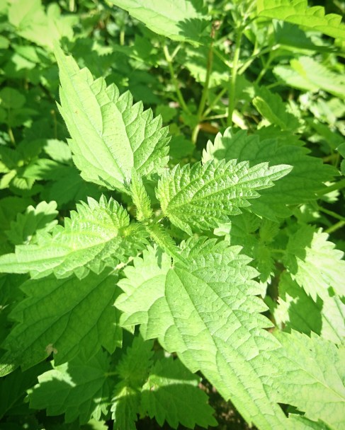 nettle urtica dioica medicinal plants naturopathy herbal medicine european traditions